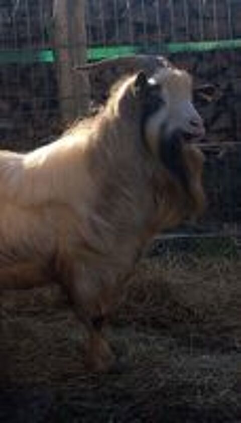   GALICTETE, beau bouc semi-nain  adopter via l'association UMA 