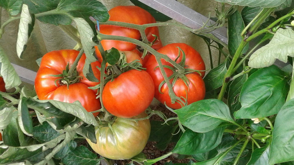 Plants de tomates Bio Jardin