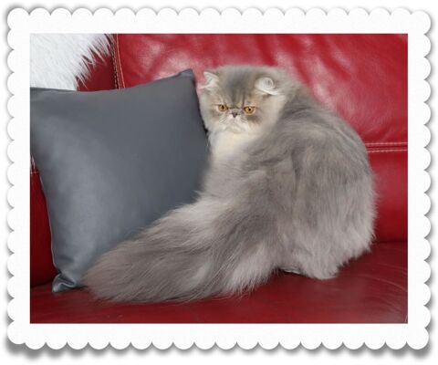 CHATON PERSAN 1300 76560 Doudeville