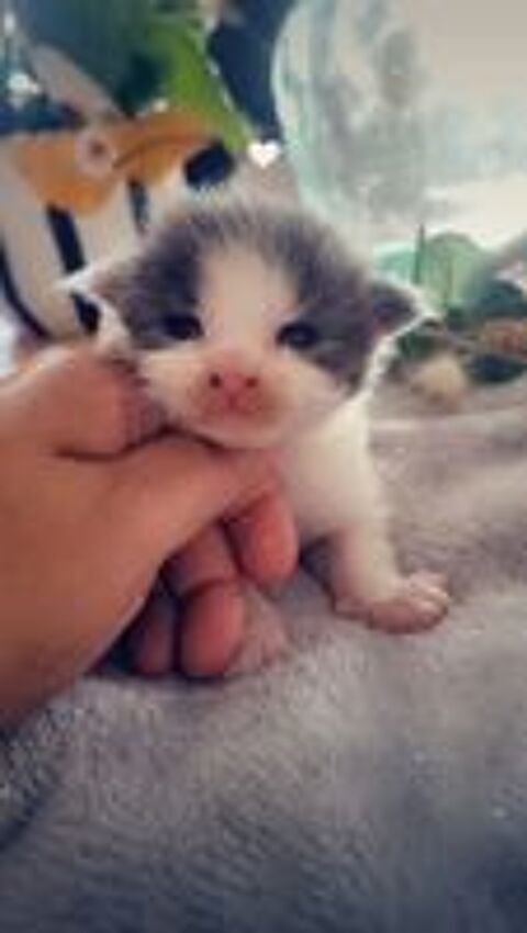   A reserver bebe main coon pp  