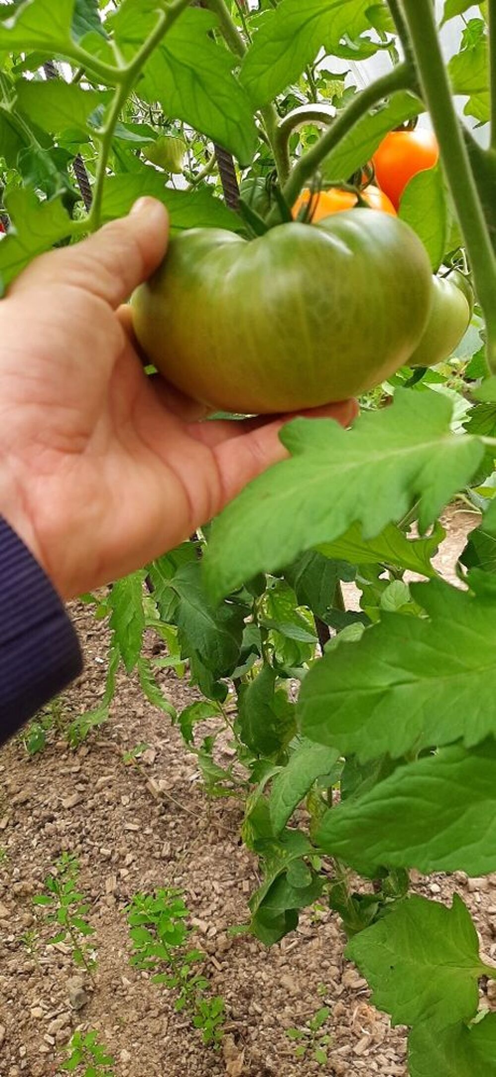 collection graines:tomates anciennes. Jardin