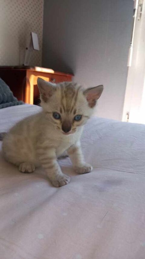 R&Eacute;SERVER
Magnifique chaton Bengal m&acirc;le Snow Lynx 1450 78990 �lancourt