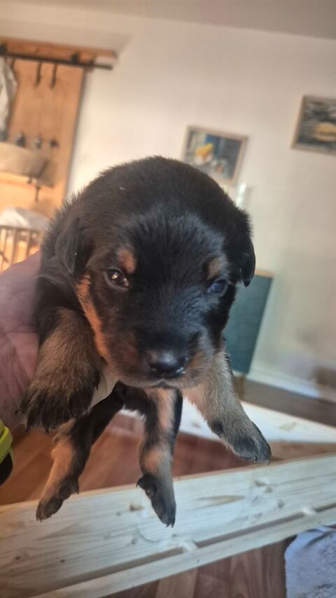Nous vendons des chiots Beauceron LOF. 900 14380 Mesnil-clinchamps