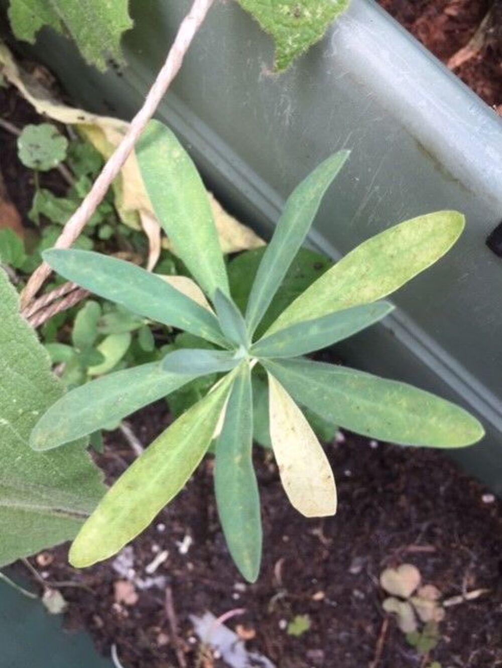 belles plantes vivaces. PETITE EUPHORBE
Jardin