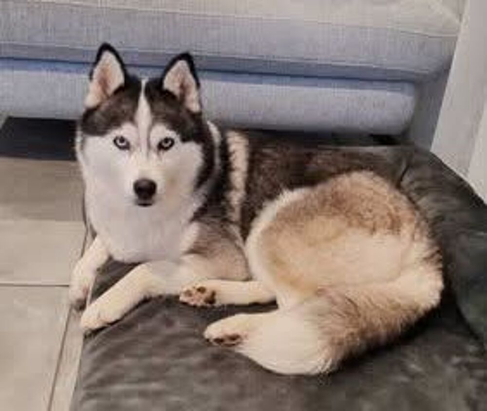   Chien ROSY à l adoption 