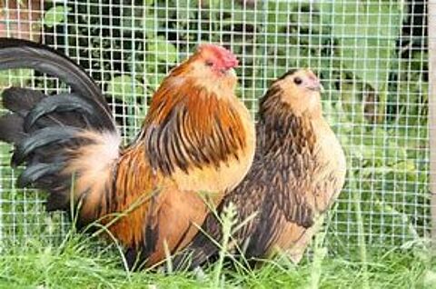 Poule naine  et coq nain Barbue D Anvers 77540 Courpalay