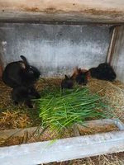   Lapins satin pur race 