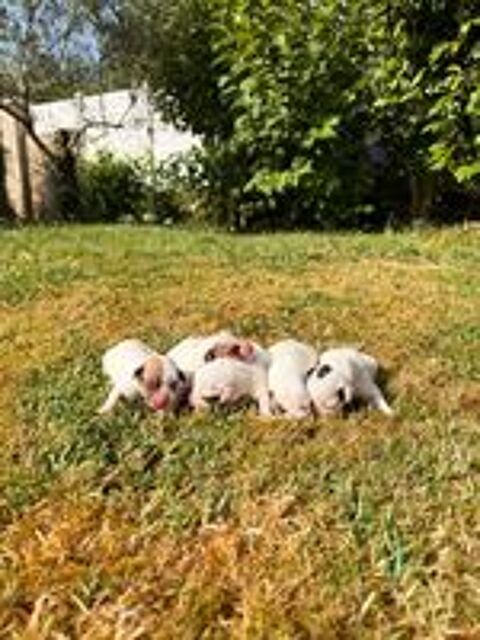   Chiots Jack Russel 