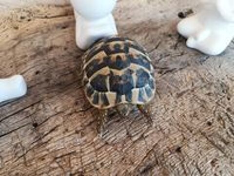   Tortue grecque age 1 / 2 ans  