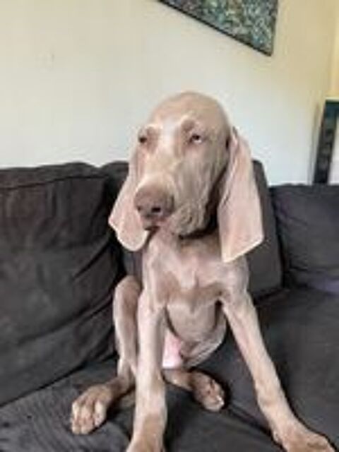   Chiots Braque de WEIMAR LOF 