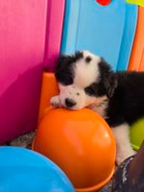   Chiots berger australien lof  