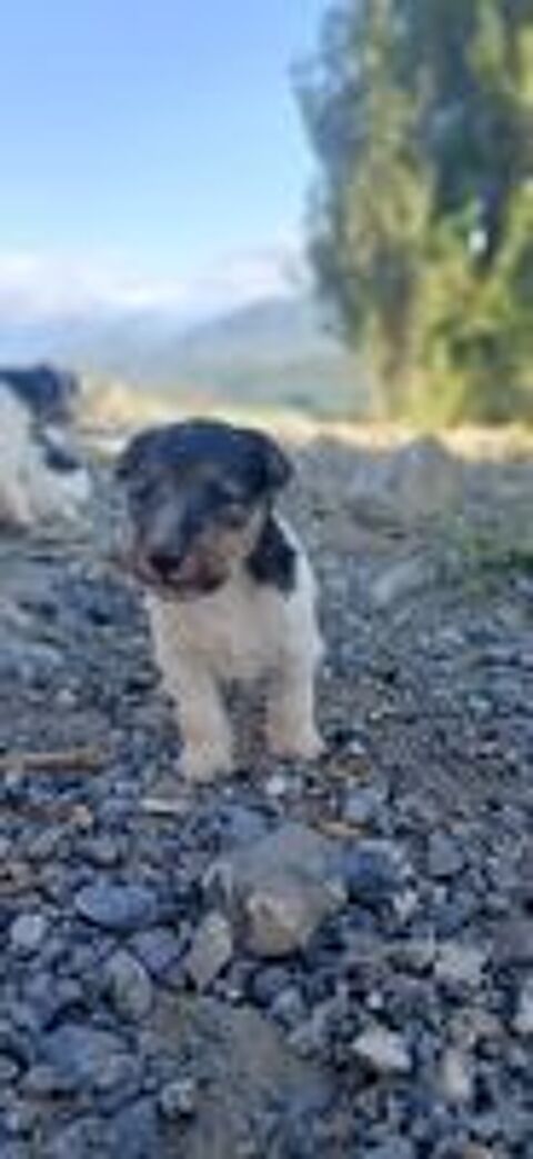   Chiot Fox Terrier Poil Dur LOF 