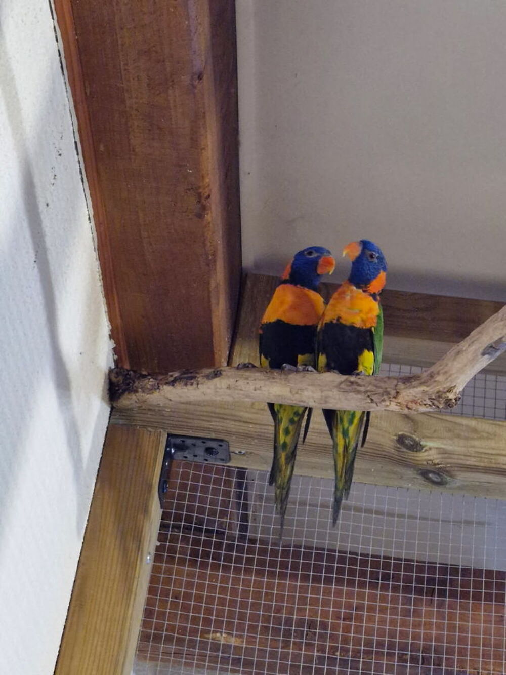   Couple loriquet 
