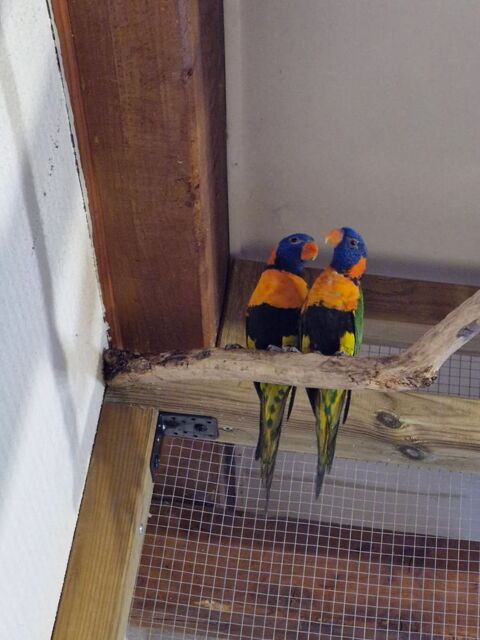 Couple loriquet 400 48000 Pelouse