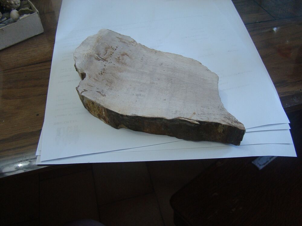Tranche de bois fossile 