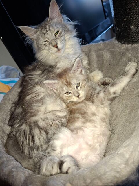 mainecoon  pour compagnie  1350 76190 Blacqueville