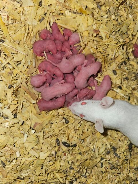 Souris blanches  1 33000 Bordeaux
