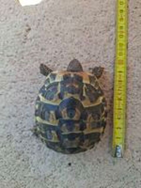   Tortue 