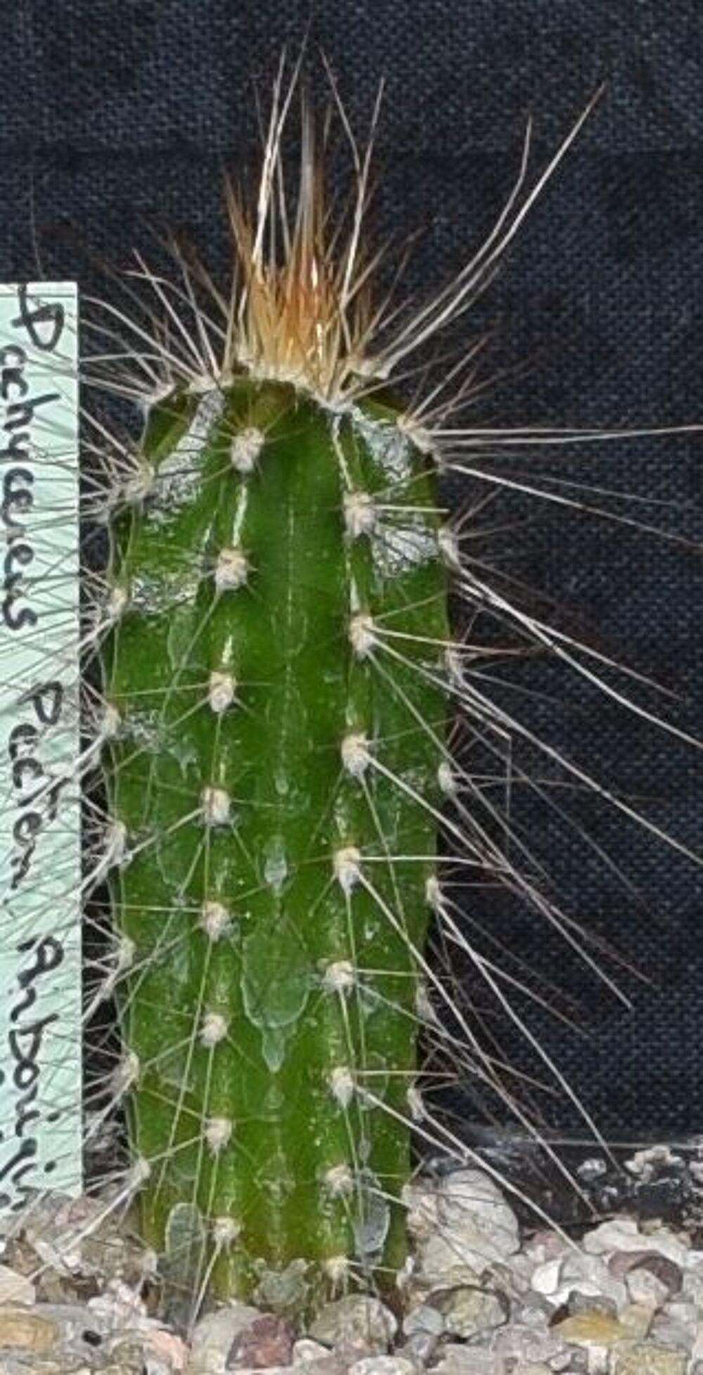 Graines de cactus Jardin