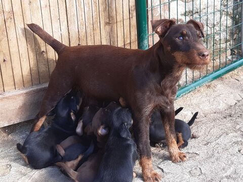 chiots jagd terrier 550 53540 Cuill�