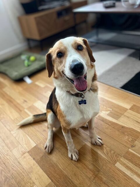 Zyggi adorable crois&eacute; Beagle &agrave; l'adoption 0 75015 Paris