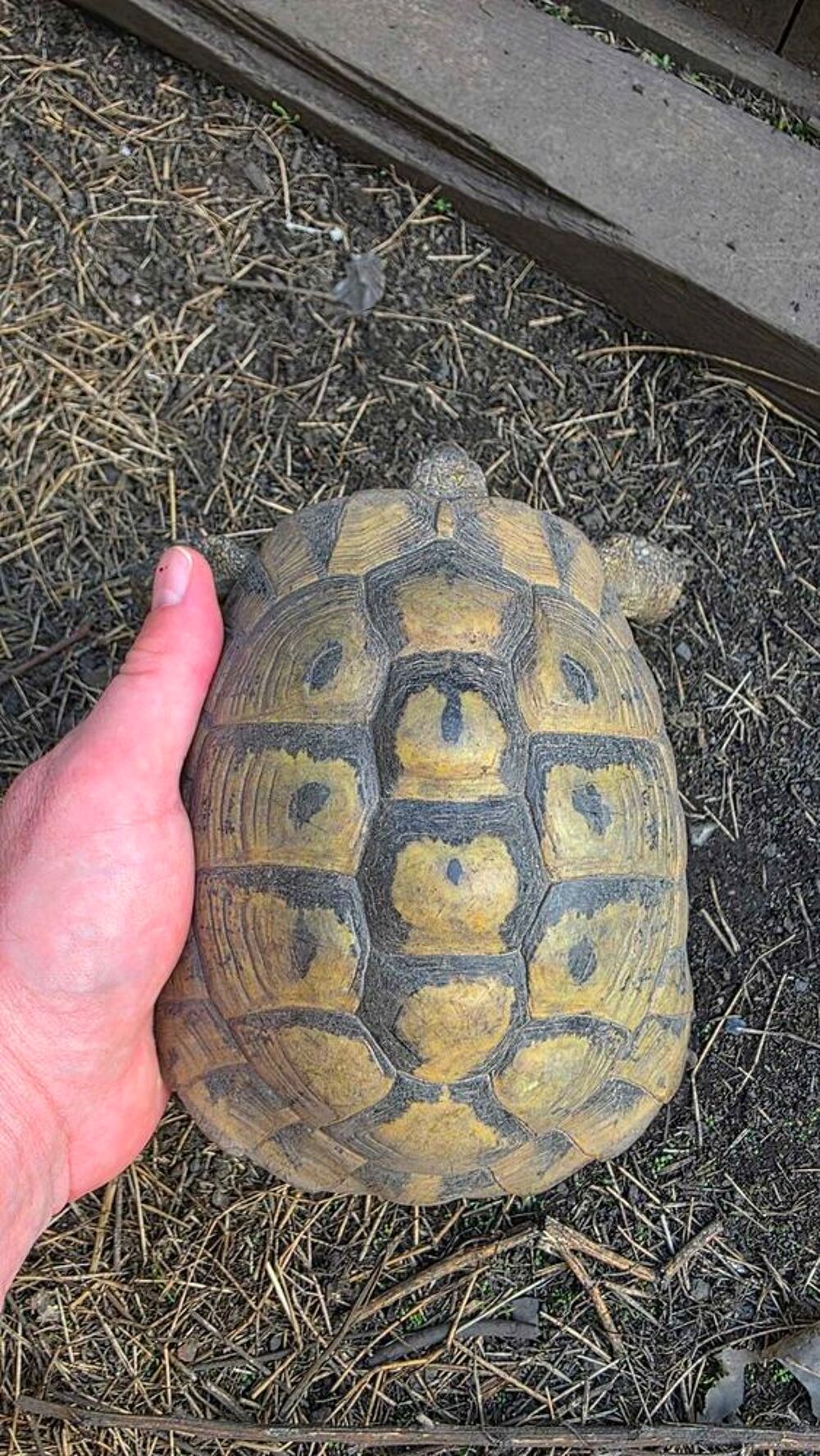 Tortue femelles repro plus de 20 ans Jardin