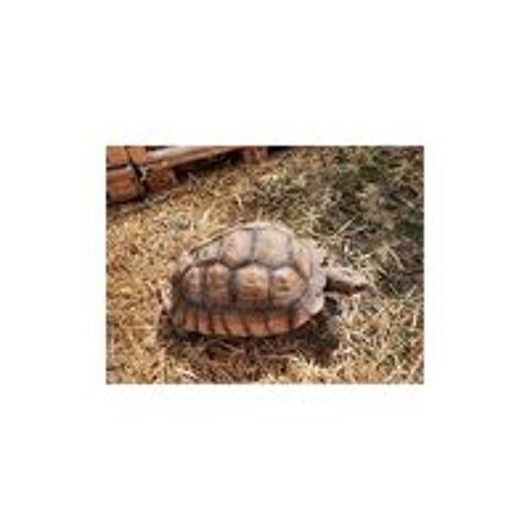   Tortue sillonne  
