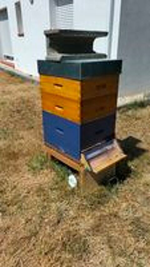   Lot complet d'apiculture ? 3 ruches Dadant + essaim Buckfast 