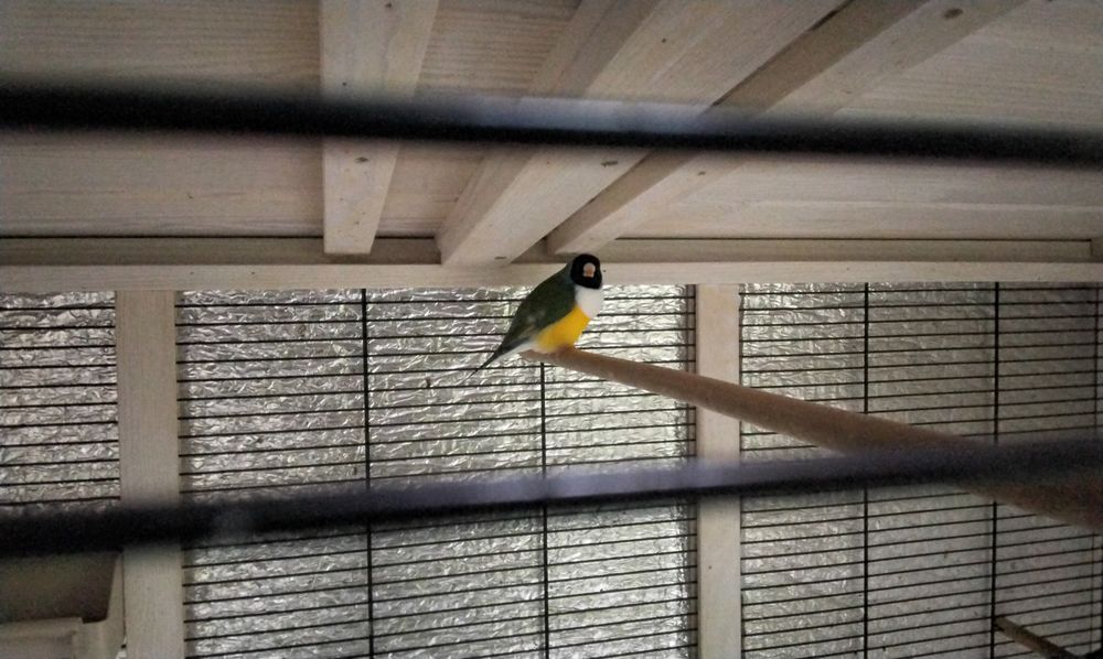   Diamant de gould mâle  