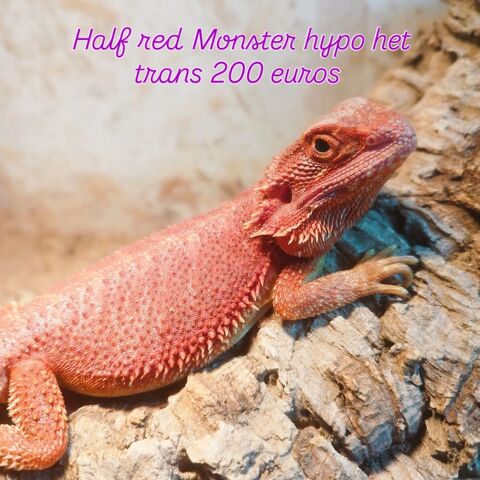 Pogona femelle half red Monster trans het hypo
200 78570 Andrsy