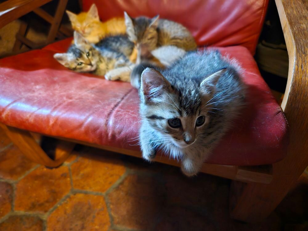   Chatons 