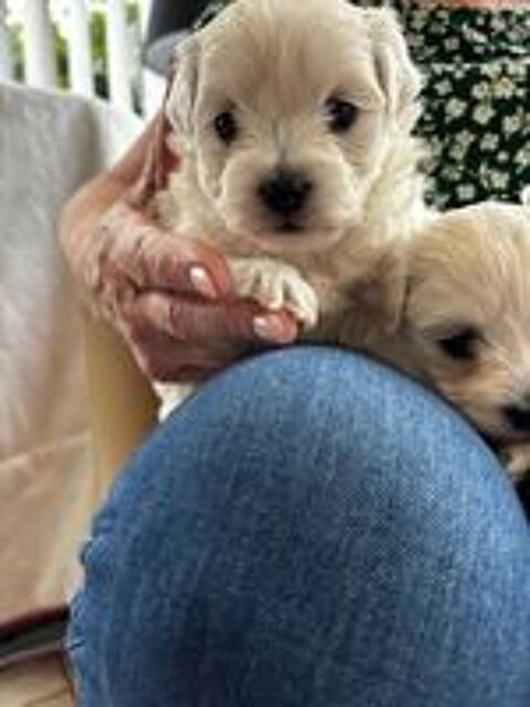   Vends chiots Bichon Maltais 