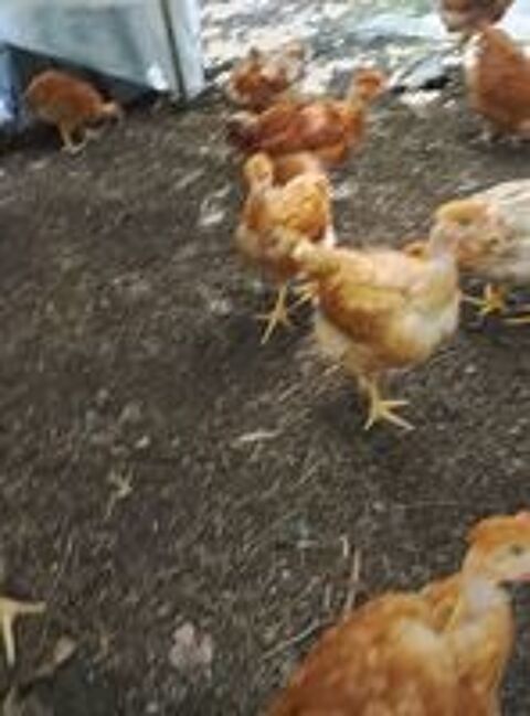   Poulets démarrés cou nu  tout venant  