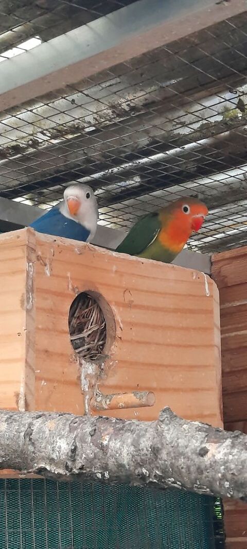 Ins&eacute;parables fischer  40 47140 Frespech