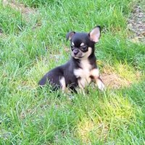   chihuahua non lof poil court  