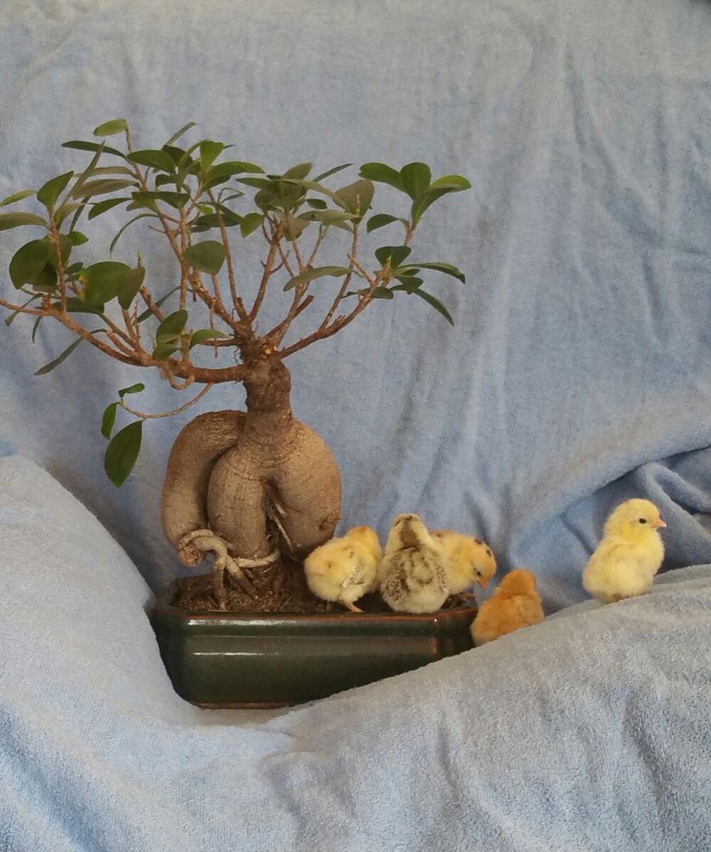   poussins seramas malais marseille 