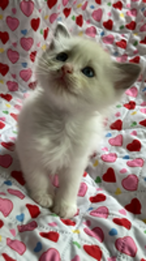   Superbes chatons Sacré de Birmanie à réserver 
