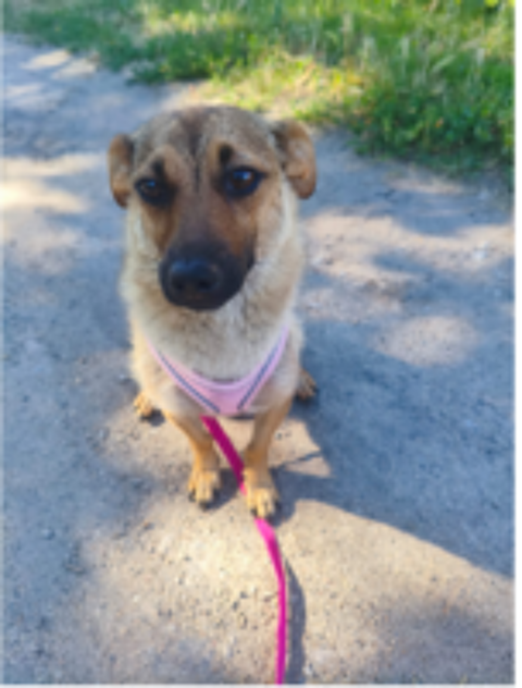   A L'ADOPTION MIA 