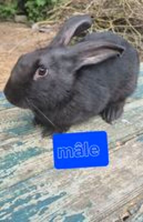   lapin papillon 