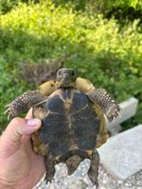   Tortue de terre 