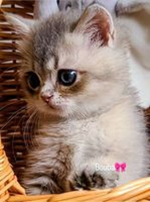   Chaton Scottish British  