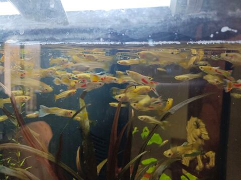 Guppys 0 73800 Les marches