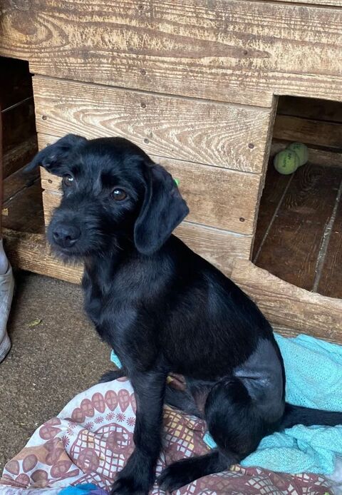 CHERNULYA 0 75018 Paris