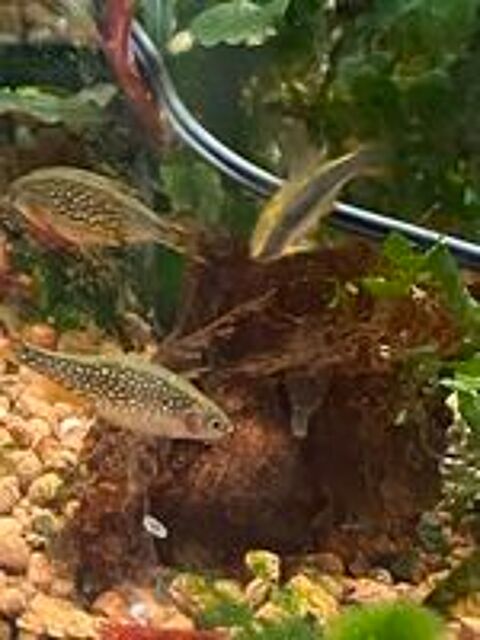   Poissons micro rasbora galaxy  