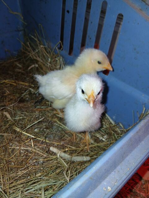 Poussins 5 21390 Aisy-sous-thil