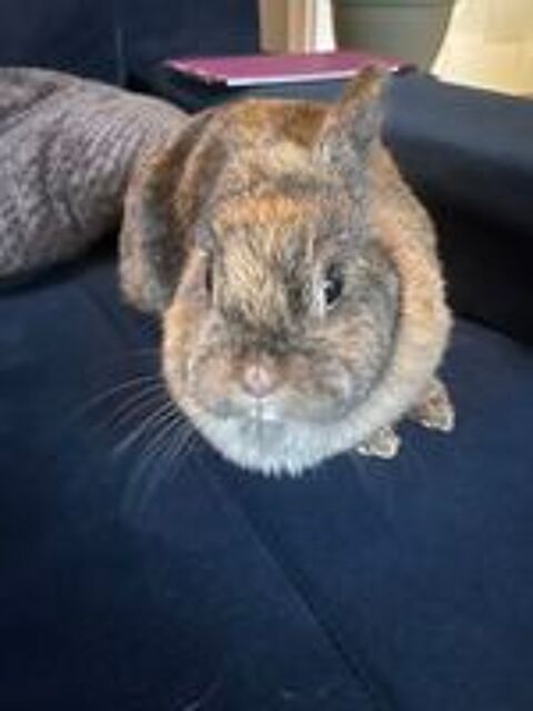   Lapin nain  