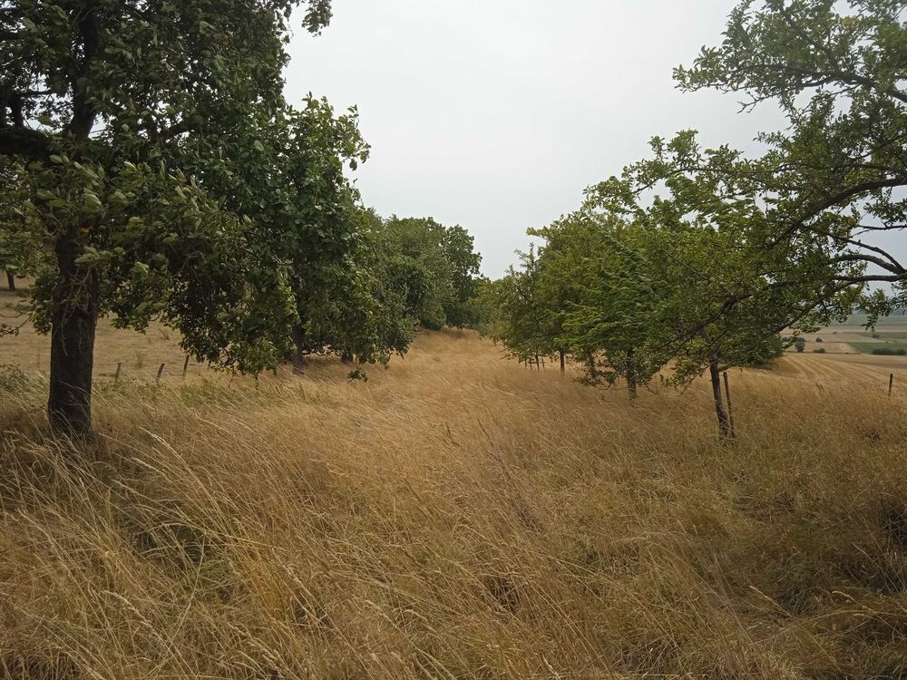 Vente Terrain verger Holling