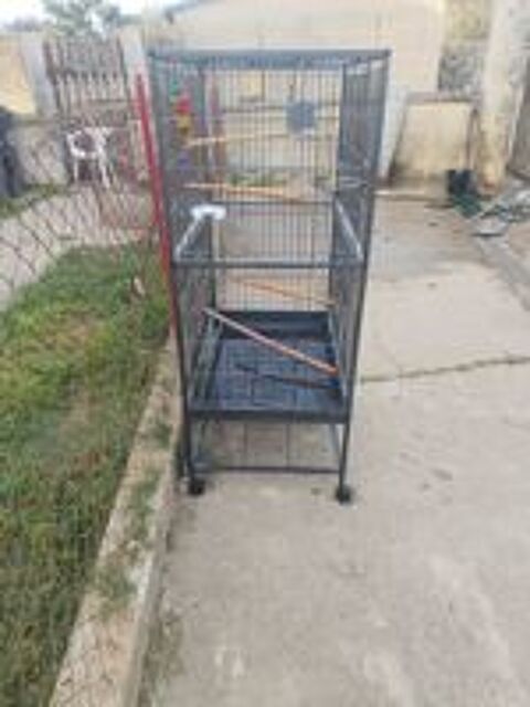   Cage oiseaux  