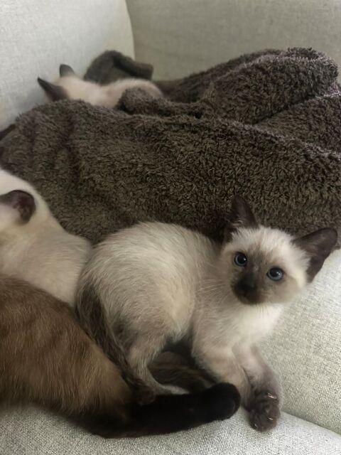 ? Adorables chatons &agrave; adopter ? disponibles fin janvier ? 0 78190 Trappes