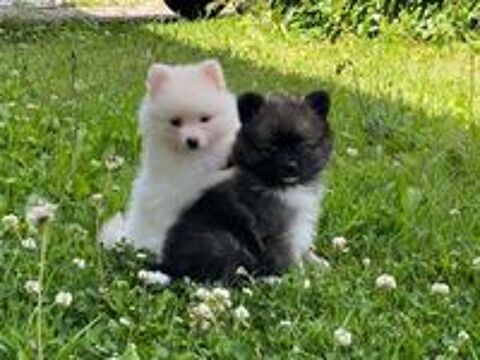   Superbes chiots spitzs Mâles et femelles 